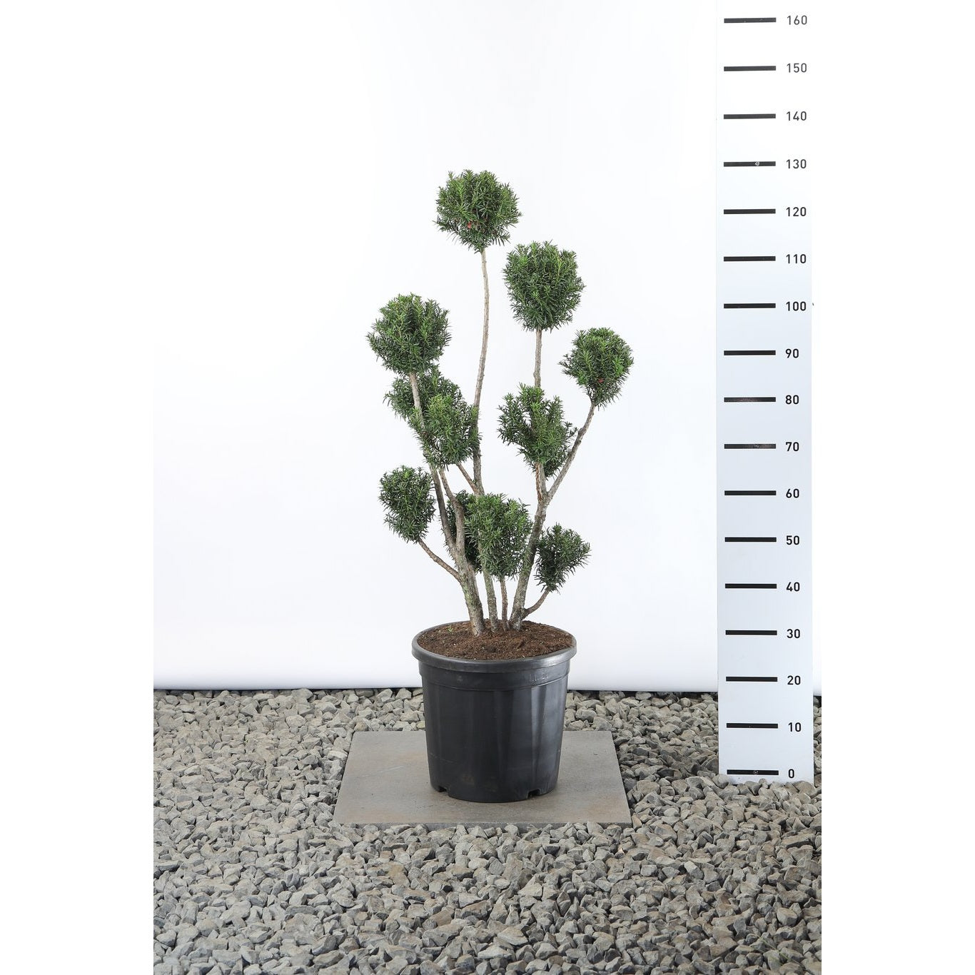 Hybrididegran – Taxus media 'Hicksii' - 80-100 CM PonPon EXTRA in Cont.